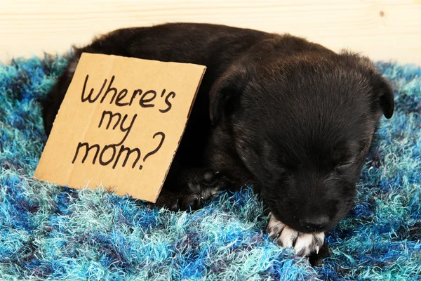 Cute puppy sleeping with sign — Stock Photo, Image