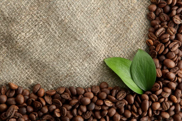 Coffee beans with leaves on sack-cloth background — Stock Photo, Image