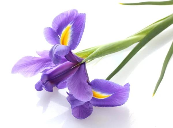 Fiore di iris viola, isolato su bianco — Foto Stock