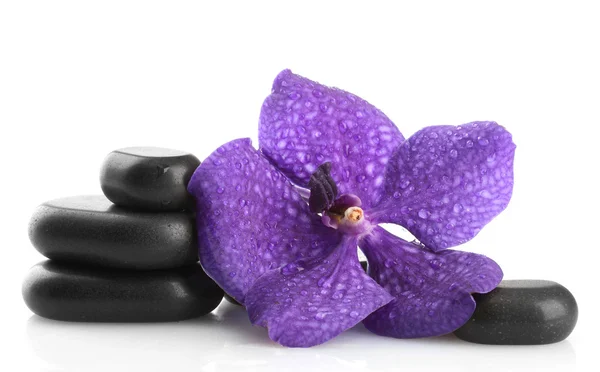 Spa stones and purple flower, isolated on white — Stock Photo, Image