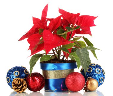 beyaz izole Noel topları ile güzel yılbaşı çiçeği