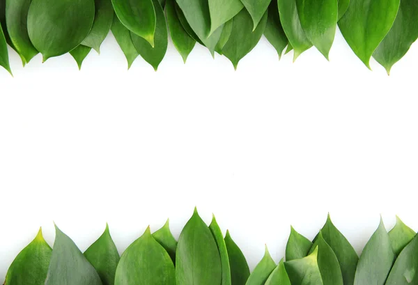 Красивые зеленые листья, изолированные на белый — стоковое фото