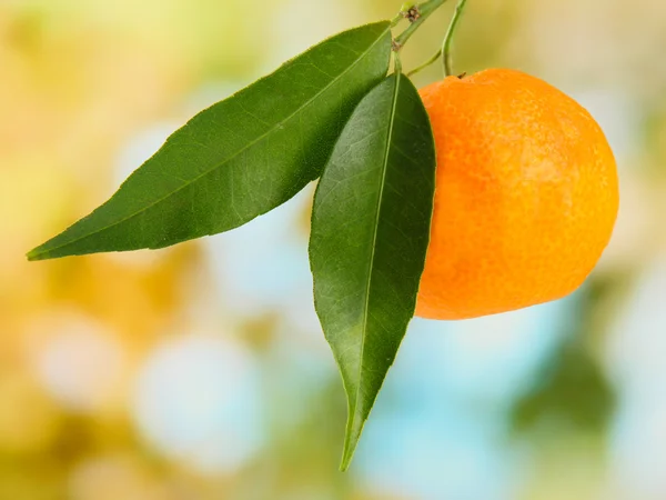 Mandarine douce mûre avec des feuilles, sur fond vert — Photo