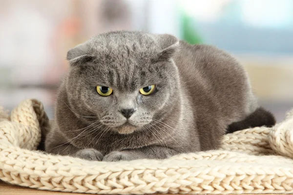 Cat in basket on table in room — Stock Photo, Image