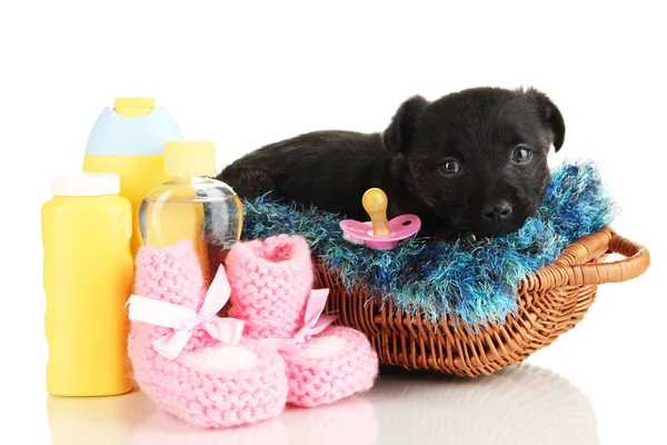 Cute puppy in basket isolated on white Royalty Free Stock Images