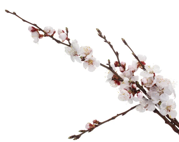 Красивий цвіт абрикосів ізольований на білому — стокове фото