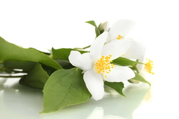 Beautiful jasmine flowers with leaves isolated on white — Stock Photo, Image