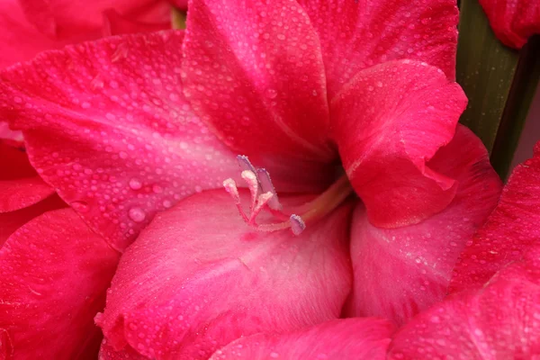 Schöne rosa Gladiolen, aus nächster Nähe — Stockfoto