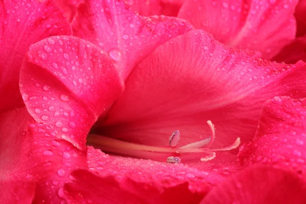 Bellissimo gladiolo rosa, da vicino — Foto Stock