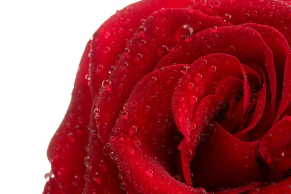 Red rose isolated on white — Stock Photo, Image