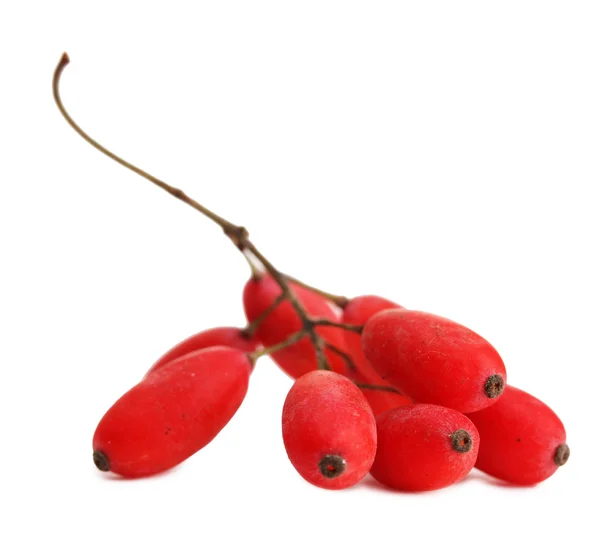 Ripe barberries on branch isolated white — Stock Photo, Image