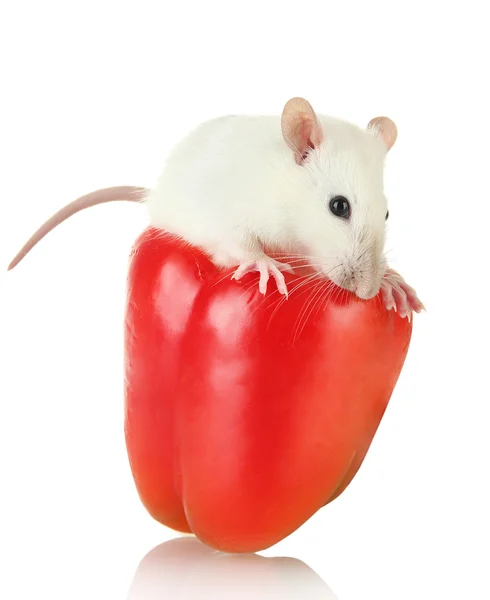 Забавная маленькая крыса в паперти, изолированная на белом — стоковое фото