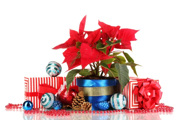 Hermosa poinsettia con bolas de Navidad y regalos aislados en blanco —  Fotos de Stock