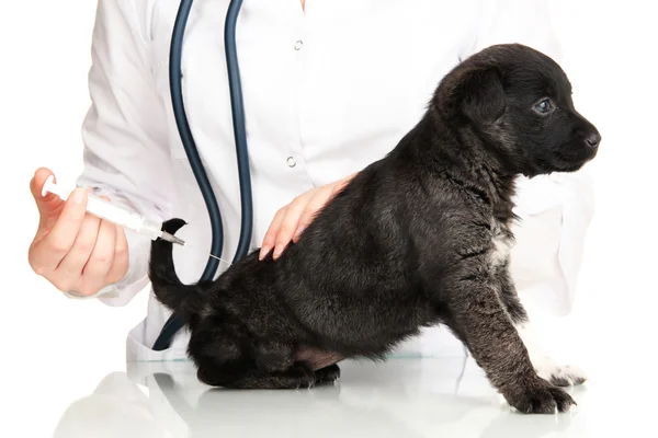 Ветеринарный хирург дает вакцину щенку — стоковое фото