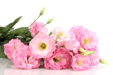 beyaz izole eustoma çiçek, buket