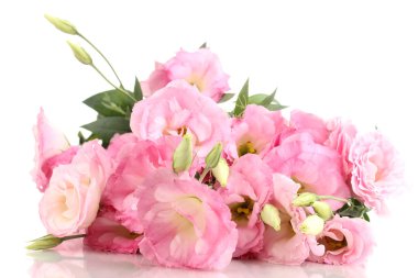 beyaz izole eustoma çiçek, buket