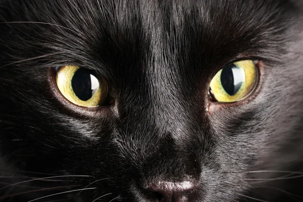 검은 고양이, 클로즈업 — 스톡 사진