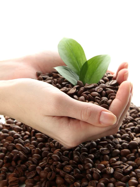 Coffee beans with leaves in hand isolated on white — Stock Photo, Image