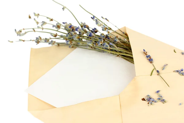 Sobre viejo con papel en blanco y lavanda aislado en blanco —  Fotos de Stock