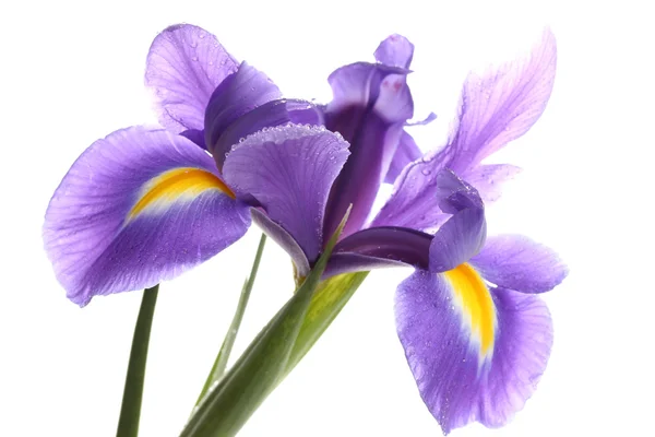 Paarse iris bloem, geïsoleerd op wit — Stockfoto