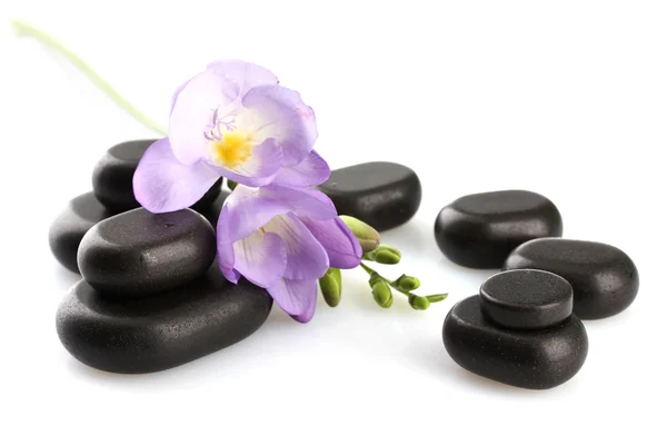 Wellness kameny a purpurové kvítky, izolované na bílém — Stock fotografie