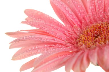 damla üzerinde beyaz izole güzel pembe gerbera