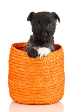 Sepette Beyaz izole şirin köpek yavrusu