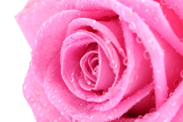 Bella rosa rosa con gocce da vicino, isolata su bianco — Foto Stock