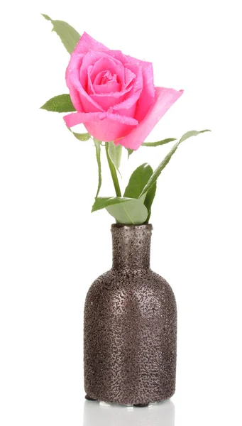 Linda rosa em vaso isolado em branco — Fotografia de Stock