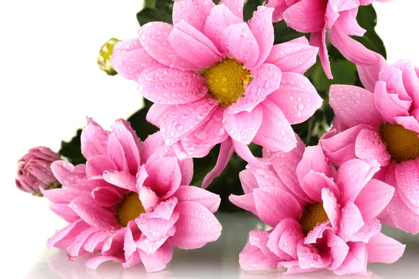 Rama de hermosos crisantemos rosados sobre fondo blanco de cerca —  Fotos de Stock