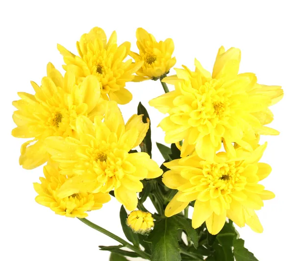 Branch of beautiful yellow chrysanthemums on white background close-up — Stock Photo, Image