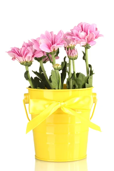 Krásnou kytici chryzantém v zářivě barevné bloku izolovaných na bílém — Stock fotografie