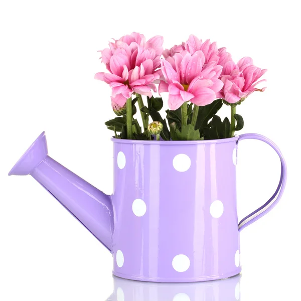 Colorful chrysanthemums in violet watering can with white polka dot isolated on white — Stock Photo, Image