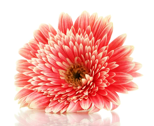 Bela flor de gerbera isolada em branco — Fotografia de Stock