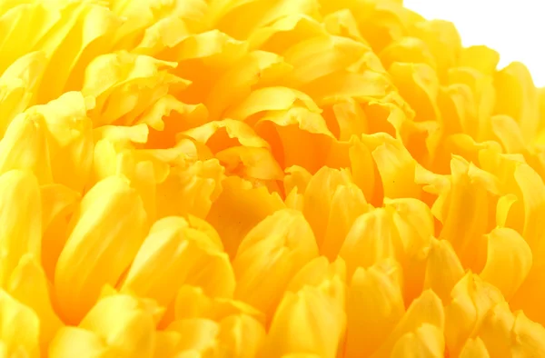 Bright yellow chrysanthemum, isolated on white — Stock Photo, Image