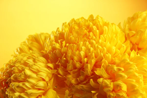 Brillanti fiori di crisantemi, su sfondo giallo — Foto Stock