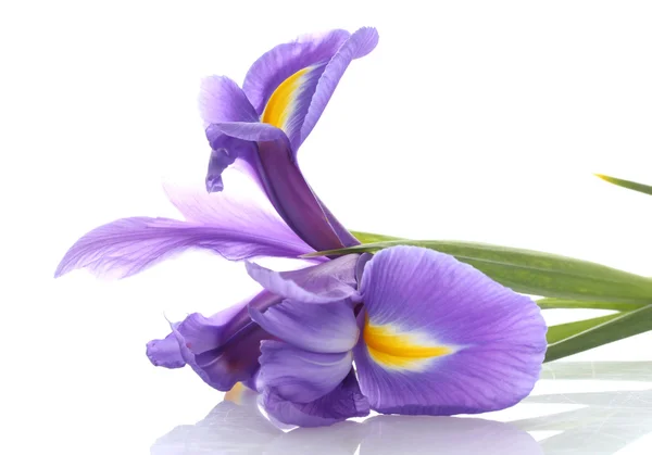 Paarse iris bloem, geïsoleerd op wit — Stockfoto