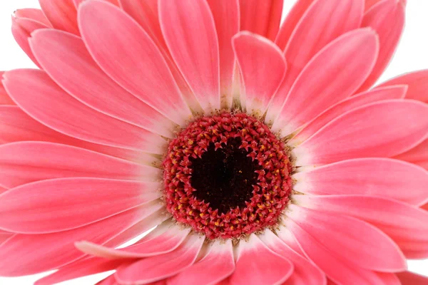 Kaunis vaaleanpunainen gerbera lähikuva — kuvapankkivalokuva