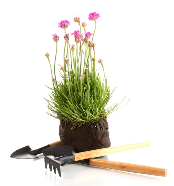 Flores cor de rosa com instrumentos isolados em branco — Fotografia de Stock