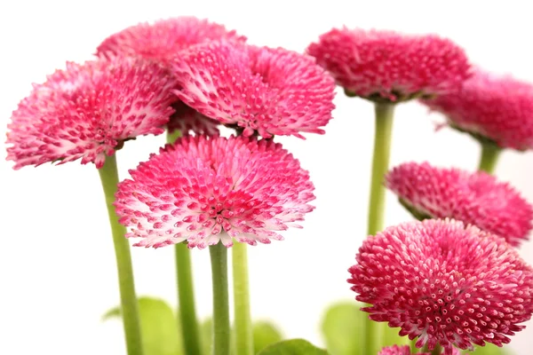 Daisy flowers isolated on white — Stock Photo, Image