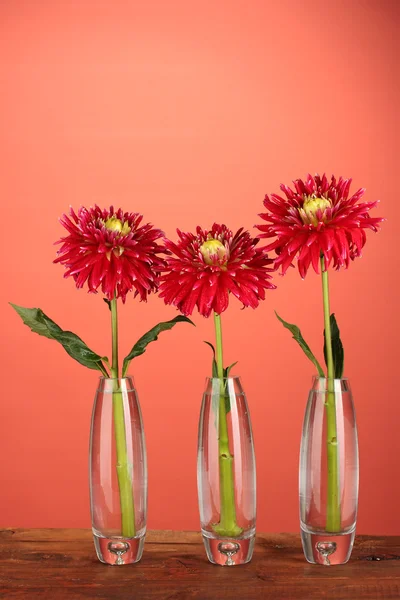 Beautiful red dahlias in vases on red background — Stock Photo, Image