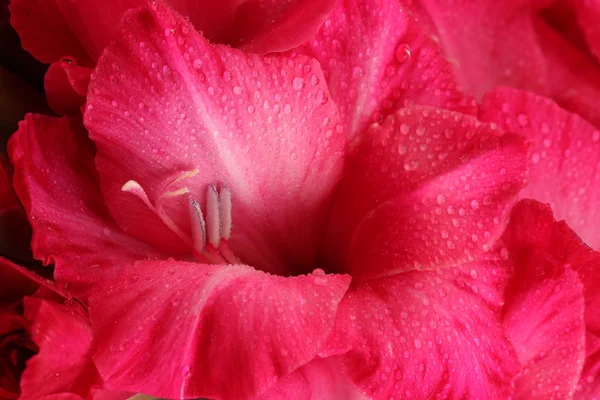 Schöne rosa Gladiolen, aus nächster Nähe — Stockfoto