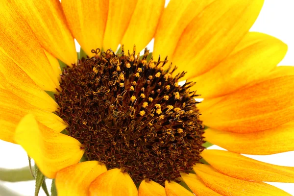 Beautiful sunflower close-up — Stock Photo, Image