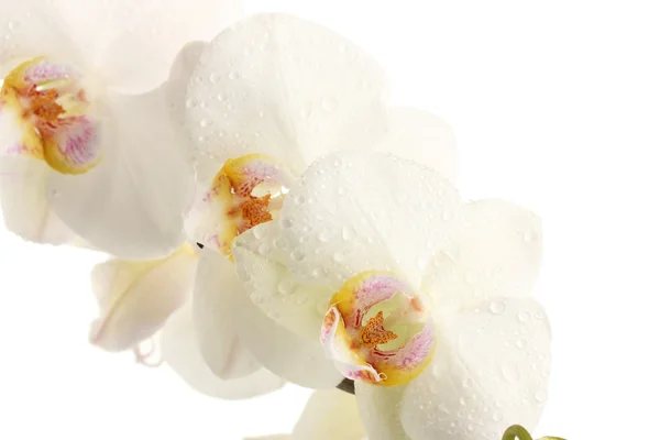 Belle orchidée, isolée sur blanc — Photo