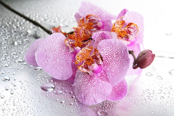 Rosa belas orquídeas com gotas — Fotografia de Stock