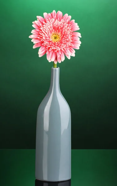 Bela gerbera em vaso no fundo verde — Fotografia de Stock