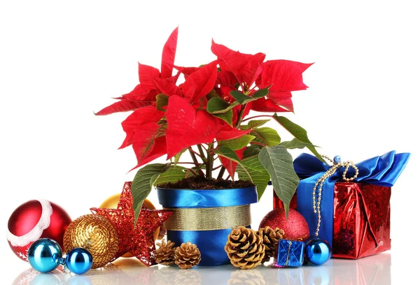 Hermosa poinsettia con bolas de Navidad y regalos aislados en blanco — Foto de Stock