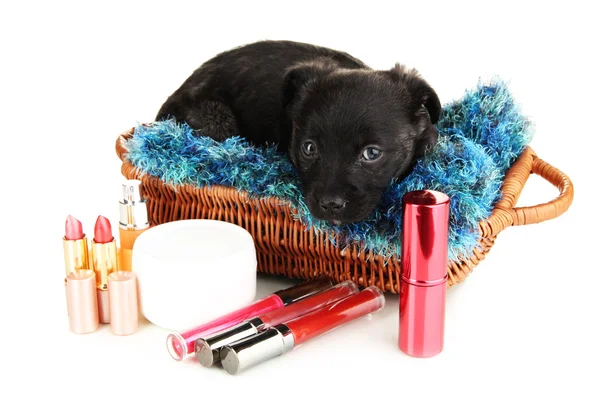 Cute puppy in basket and cosmetics isolated on white — Stock Photo, Image