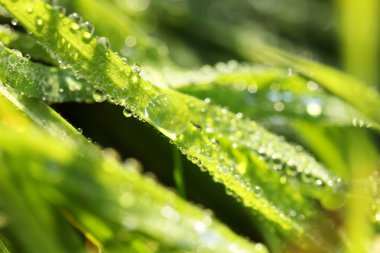 beautiful green grass with dew, close up
