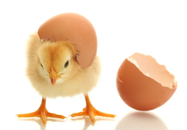 Bellissimo piccolo pollo e guscio d'uovo isolato sul bianco — Foto Stock